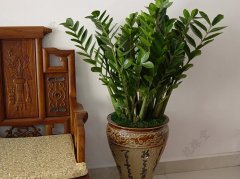 风水知识之家居风水植物篇