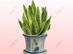办公室摆放的植物风水禁忌?
