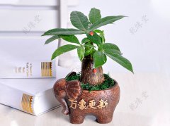 餐厅放植物风水禁忌?
